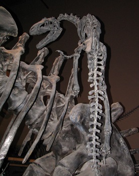 Allosaurus on sauropod. Natural History Museum of Utah, Salt Lake City, UT