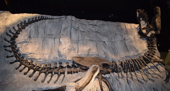 "Black Beauty", Royal Tyrrell Museum, Drumheller, AB