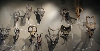 Ceratopsian skulls, NHMU, Salt Lake City, UT