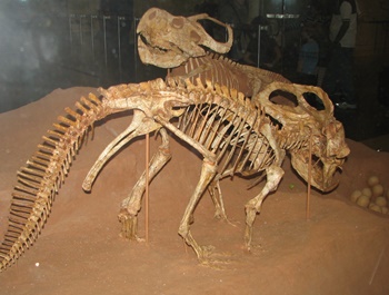Protoceratops fossils and eggs. American Museum of Natural History, New York, NY.