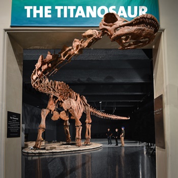 New Titanosaur exhibit, American Museum of Natural History, New York, NY. Photo copyright: AMNH, D. Finnan.