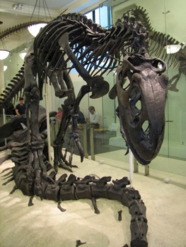 Allosaurus display, 4th floor. American Museum of Natural History, New York, NY