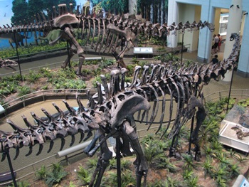 Diplodocus and Apatosaurus display. Carnegie Museum of Natural History, Pittsburgh, PA.