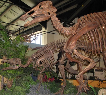 Edmontosaurus display. Rocky Mountain Dinosaur Resource Center, Woodland Hills, CO.