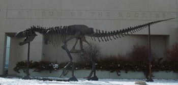 "Big Mike" the Tyrannosaurus rex. Museum of the Rockies, Bozeman, MT.