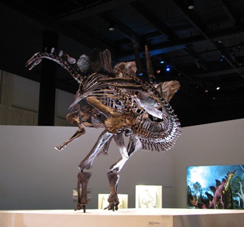 Rearing Stegosaurus display. Houston Museum of Natural Science, Houston, TX.