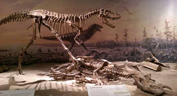 Albertosaurus and Centrosaurus. Royal Tyrrell Museum, Drumheller, AB.