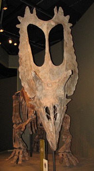 Pentaceratops skull. Sam Noble Musem, Norman, OK.