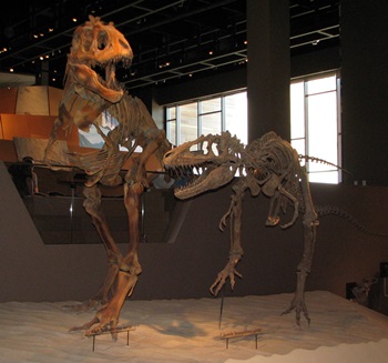 Teratophoneus display. Utah Museum of Natural History, Salt Lake City, UT.