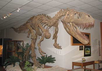 Beautiful Torvosaurus display. Museum of Paleontology, Brigham Young University, Provo, UT.