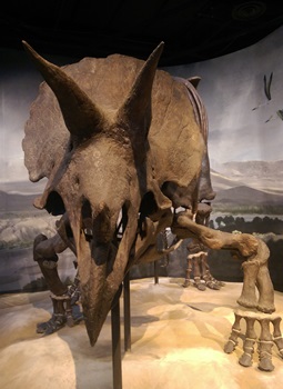 Triceratops display, Science Museum of Minnesota, St. Paul, MN.