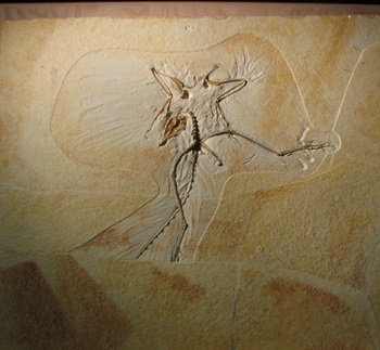Archaeopteryx display, Wyoming Dinosaur Center, Thermopolis, WY