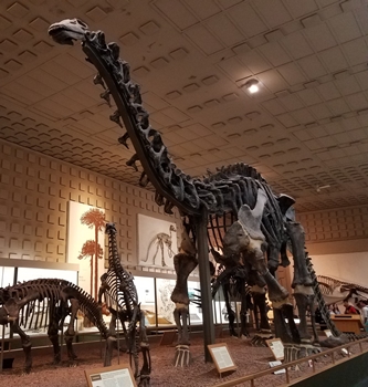 The great dinosaur hall at the Yale Peabody Museum, New Haven, CT.