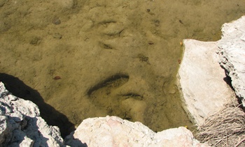Theropod tracks visible in the Paluxy River. Dinosaur Valley State Park, Glen Rose, TX.