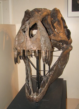 Fossil skull of "Stan" the T. rex, Museum at the Black Hills Institute, Hill City, SD.