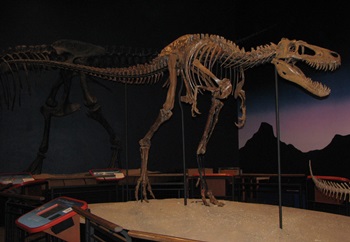 "Jane" the juvenile T rex on display at the Burpee Museum of Natural History, Rockford, IL.