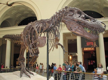 "Sue", the world's most famous T. rex. Field Museum of Natural History, Chicago, IL.