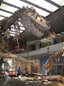 Tyrannosaurus rex exhibit showing growth series. Natural History Museum of Los Angeles County, Los Angeles, CA.