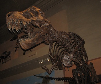 T rex exhibit, Smithsonian National Museum of Natural History, Washington, DC.