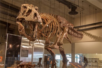 "Scotty" the T. rex at the T. rex Discovery Centre, Eastend, Saskatchewan.