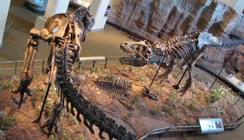 Tyrannosaurus rex dual. Carnegie Museum of Natural History, Pittsburgh, PA.