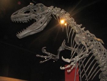 Allosaurus display. University of Michigan Museum of Natural History, Ann Arbor, MI.