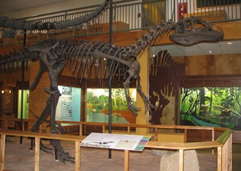 "Big Al" the Allosaurus. University of Wyoming Geological Museum, Laramie, WY.