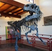 Allosaurus display. Cleveland-Lloyd Dinosaur Quarry, near Cleveland, UT.
