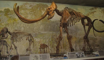 "Archie", the Columbian Mammoth. University of Nebraska State Museum, Lincoln, NE.