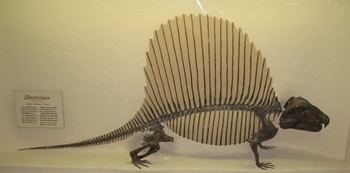 Dimetrodon display, Brigham Young University Museum of Paleontology, Provo, UT.