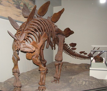 Stegosaurus display. Field Museum of Natural History, Chicago, IL.