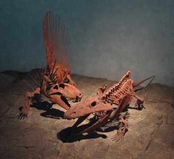 Permian battle Dimetrodon vs. Eryops. Denver Museum of Science and Nature, Denver, CO.