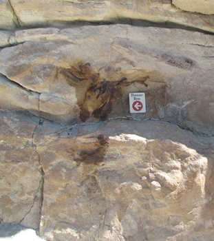 Dinosaur bones exposed in the Morrison Formation rock. Dinosaur Ridge, Morrison, CO.