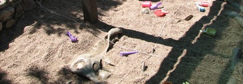 "Backyard Bones" dig pit at Dinosaur Ridge, Morrison, CO.