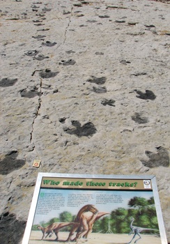 Multiple dinosaur tracks at Dinosaur Ridge, Morrison, CO.