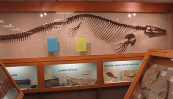 Platecarpus display. Fryxell Geology Museum, Augustana College, Rock Island, IL.