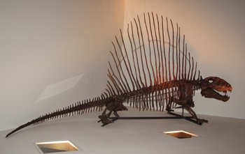 "Willie" the Dimetrodon. Houston Museum of Natural Science, Houston, TX.