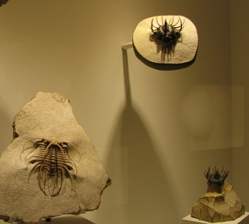 Some of the wonderful trilobites at the Houston Museum of Natural Science, Houston, TX.