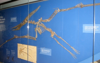 Very nice Pteranodon fossil. Natural History Museum of Los Angeles County, Los Angeles, CA.