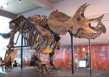 Very nice Triceratops display. Natural History Museum of Los Angeles County, Los Angeles, CA.