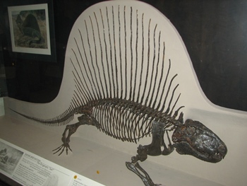 Dimetrodon display. American Museum of Natural History, New York, NY.