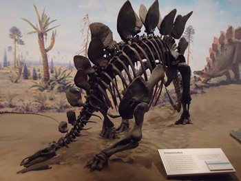 Stegosaurus display. Royal Tyrrell Museum, Drumheller, AB.