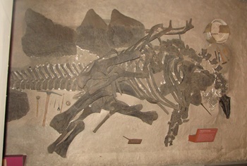 Interesting Stegosaurus display. Smithsonian National Museum of Natural History, Washington, DC.