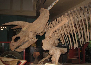 Triceratops "Hatcher." Smithsonian National Museum of Natural History, Washington, DC.