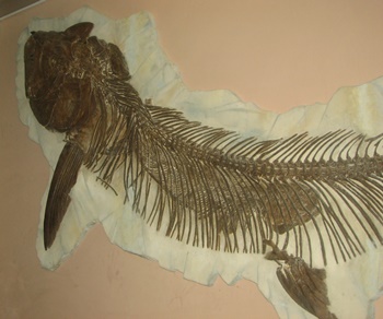 Anonogmius inside the belly of a Xiphactinus. Smithsonian National Museum of Natural History, Washington, DC.