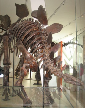 Stegosaurus display. Royal Ontario Museum, Toronto, ON.