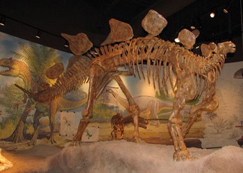 Stegosaurus display. Utah Field House of Natural History, Vernal, UT.