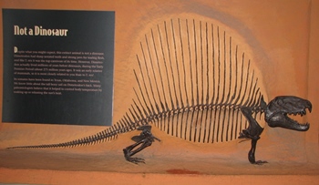 Dimetrodon display, Natural History Museum of Utah, Salt Lake City, UT.