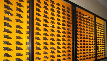 Wall of 400+ Dire Wolf skulls. La Brea Tar Pits & Museum, Los Angeles, CA.