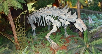 Nodosaur display, McWane Science Center, Birmingham, AL.